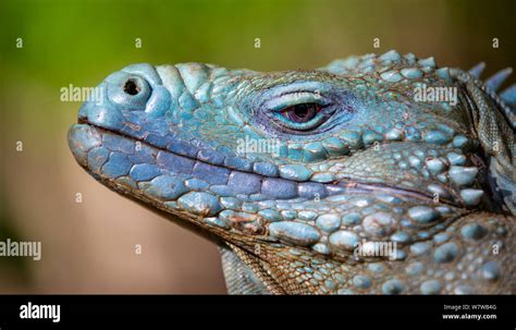 Grand Cayman Island Blue Iguana Cyclura Lewisi Close Up Portrait In