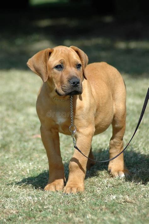 Boerboel puppy stock image. Image of nose, muzzle, african - 1126063