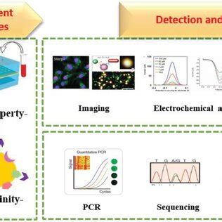 Nanomaterials For The Detection Of Ctcs And Evs A Schematic Diagram