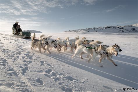 Ездовые собаки - породы и названия | Список ездовых собак на севере