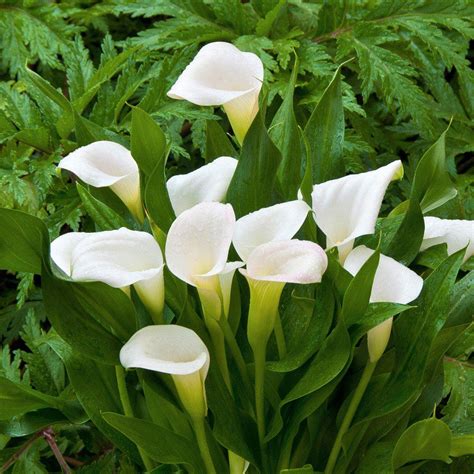 White Calla Lily Bulbs For Sale Zantedeschia Crystal Blush Easy To