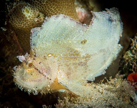 Scorpionfish well hidden with leafy camouflage – Susan Scott