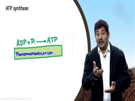 What is the function of ferredoxin?