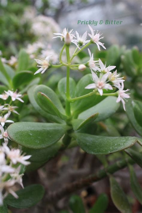 Prickly and Bitter: (one of) The real jade plant(s)