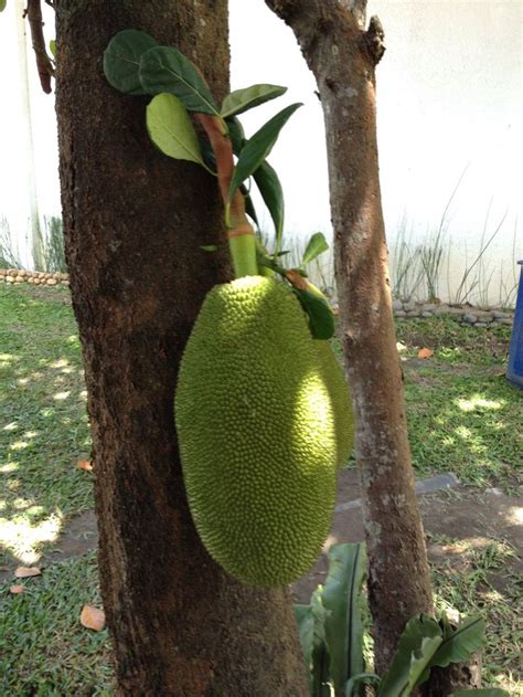 Jackfruit. Photo by LBWestlake. | Jackfruit, Philippines, Luzon