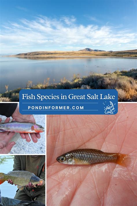 List Of Fish Species In Great Salt Lake Updated Artofit