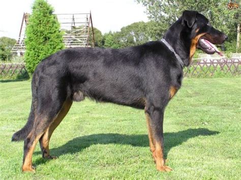 Beauceron vs Doberman Pinscher - Breed Comparison