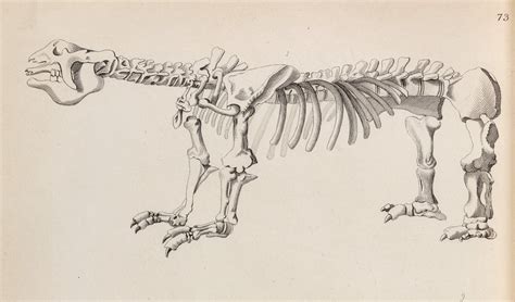 The Royal Society On Twitter This Great Beast Is The Skeleton Of A