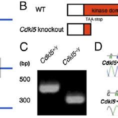 Generation Of Cdkl5 Knockout Mice A Targeting Strategy Three LoxP