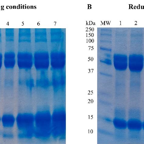 A Non Reducing And B Reducing Sds Page Electrophoretic Profiles Of