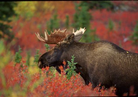 Bull Moose In Fall Foliage Photograph By Howie Garber Fine Art America