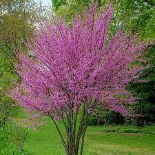 Cercis Occidentalis Western Redbud Low Branch 24 Box Redbud Tree