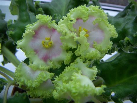 Зеленые Фиалки Фото И Названия — Mixyfotos.ru