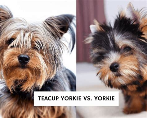 Teacup Yorkie Vs Yorkie Whats The Difference