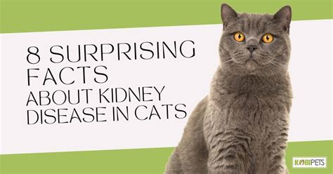 8 Surprising Facts About Kidney Disease in Cats - Kobi Pets