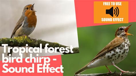 Tropical Forest Bird Chirp Sound Effect Full Hd Sound Sound Mania