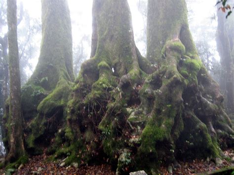 antarctica: Flora (Plants)