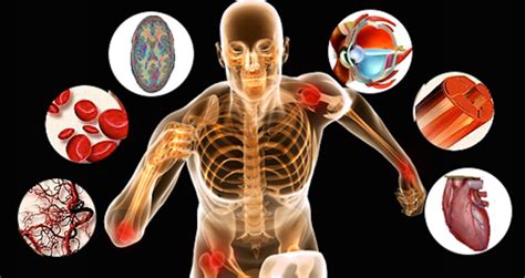 Fisiologia Humana - Fisiologia Humana – 30 Exercícios de retenção para o Enem - Gênio do Enem