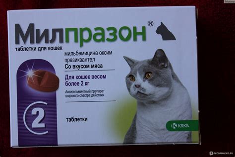 Чем обезболить кошку - картинки и фото koshka.top