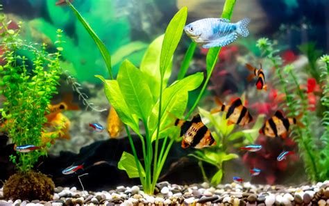 Amazon Sword Plant - Care, Growth, Propagation & More - AquariumNexus