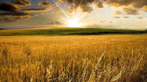 Crop Field Wallpapers Top Nh Ng H Nh Nh P