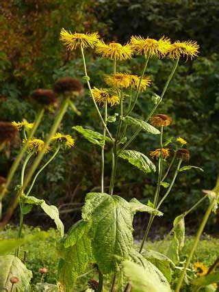 Auringontähti Telekia speciosa Kukkakasvit Plant identification