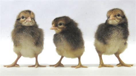 Breed Spotlight The Legbar Meyer Hatchery Blog