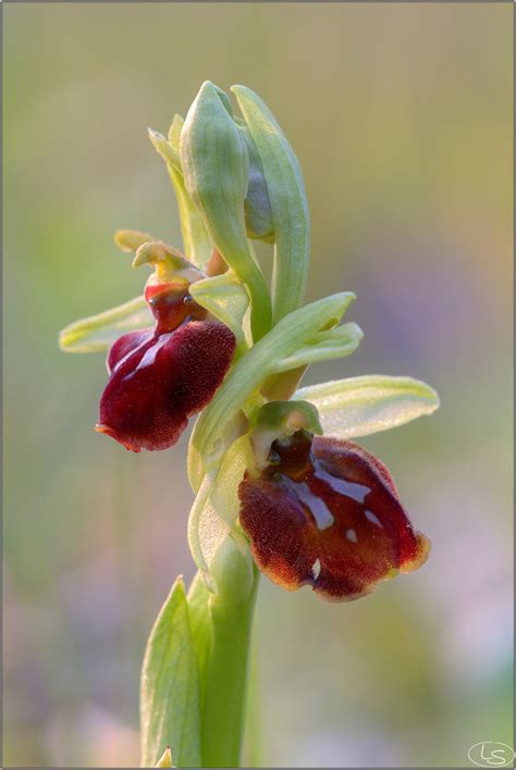 Primo Piano Ophrys Sphegodes Luciano Silei Flickr