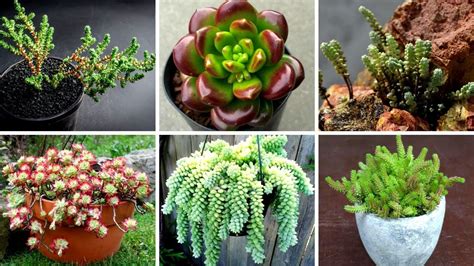 🌷 22 EspÉcies De Sedum Para IdentificaÇÃo Nomes CientÍficos Atualizados 🌷 Sedum Youtube