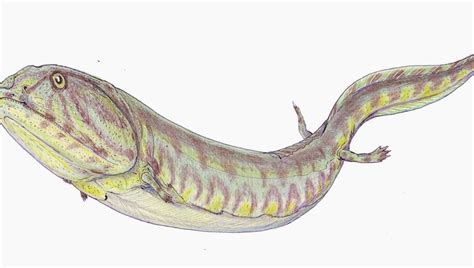 Crushed Fossil Pieces Used To Reconstruct Killer “Tadpole From Hell ...