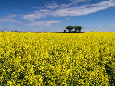 Hintergrundbilder Landschaft Natur Himmel Feld Gelb Frühling