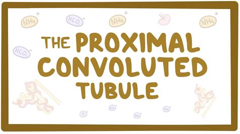 Proximal Convoluted Tubule Structure