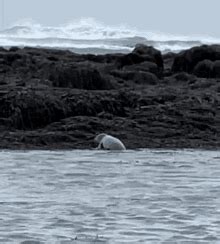 Seal Of GIF - Seal Of Approval - Discover & Share GIFs