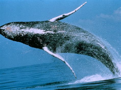 Whale Pictures - Whale Wallpapers - National Geographic | National ...