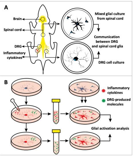 Mouse Dorsal Root Ganglion