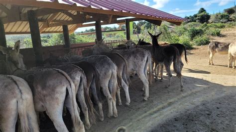 Aruba Donkey Sanctuary: A Haven for Donkeys and Nature Lovers Alike ...