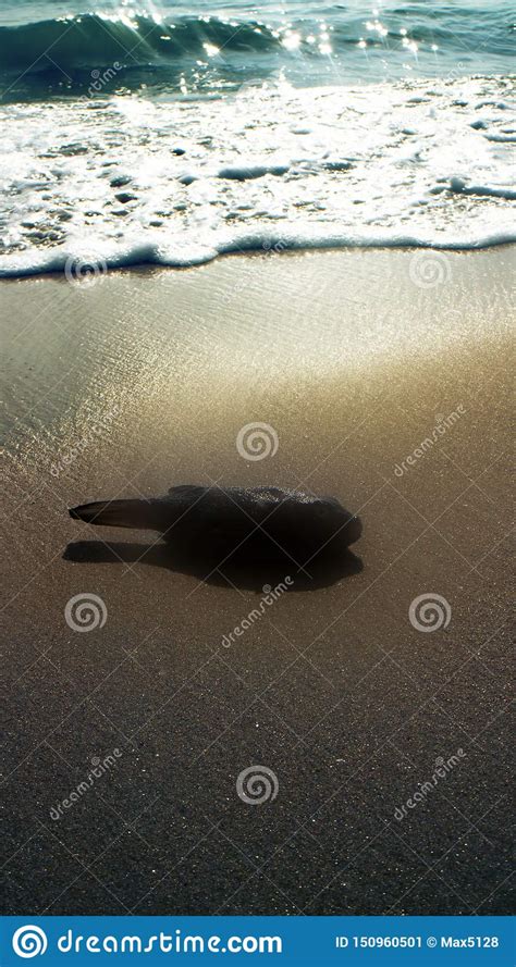 Beaches on Coast of Arabian Sea Stock Image - Image of dying, jaws ...