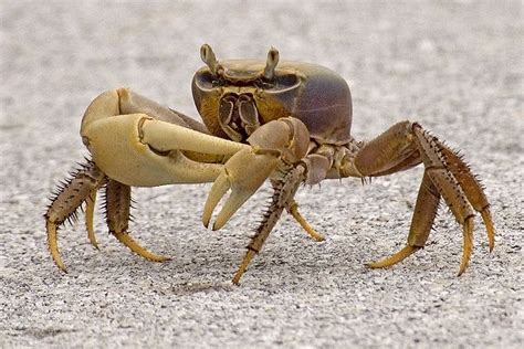 Pin By Jenni Brummett On A Moder In Dw Crab Eggplant Animals