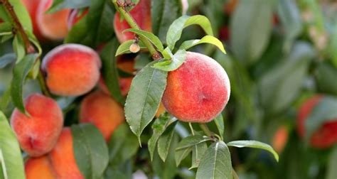 How To Care For A Patio Peach Tree