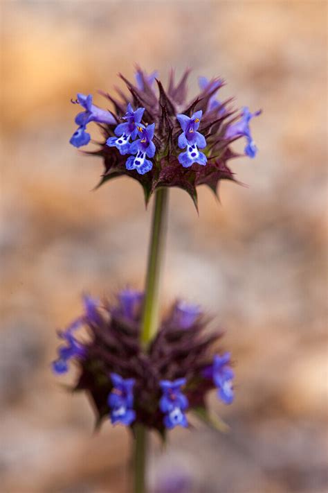 Desert Chia Salvia Columbariae In License Image 14123872 Lookphotos