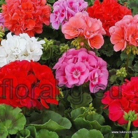 Мушката,Сакъзи и Кралско мушкато