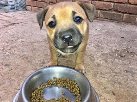 Beautiful Female Staffie Puppy for sale Pretoria / Tshwane - PUPPIES FOR SALE