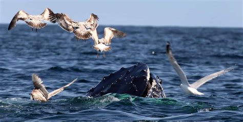 Gabriel's, a Provincetown Hotel It's Whale Watching Season in Provincetown, MA