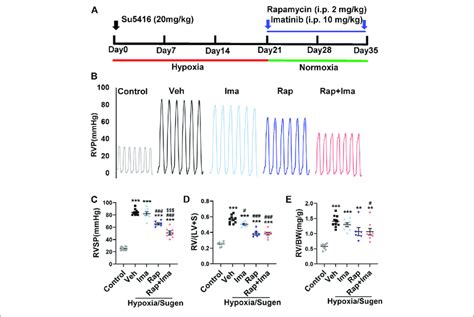 Rapamycin Combined With Imatinib Attenuates PH Induced By