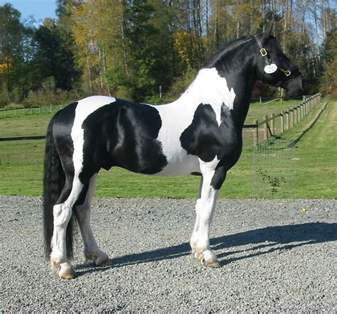 Friesian Sporthorse Info, Origin, History, Pictures