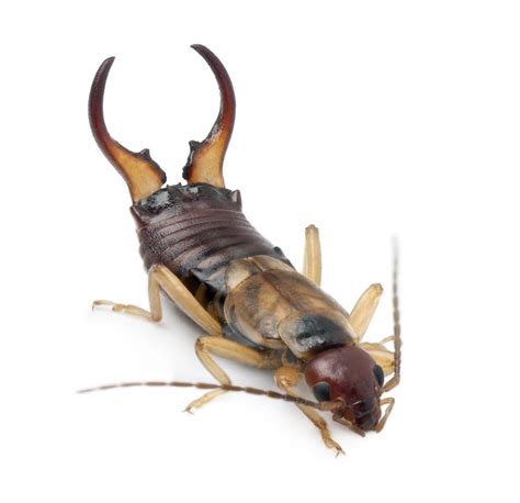 EARWIG | Bugbusters Exterminating