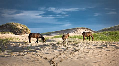 Wild Horses of Sable Island, Nova Scotia, Canada — Bev Pettit Photography