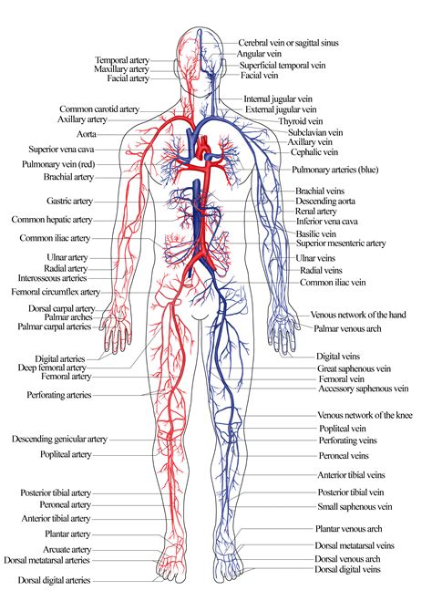 Nroer File Image Arterial And Venous System Of Humans