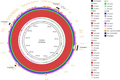 Analysis Of Corynebacterium Silvaticum Genomes From Portugal Reveals A