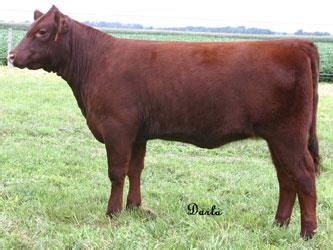 Shorthorn Color – American Shorthorn Association